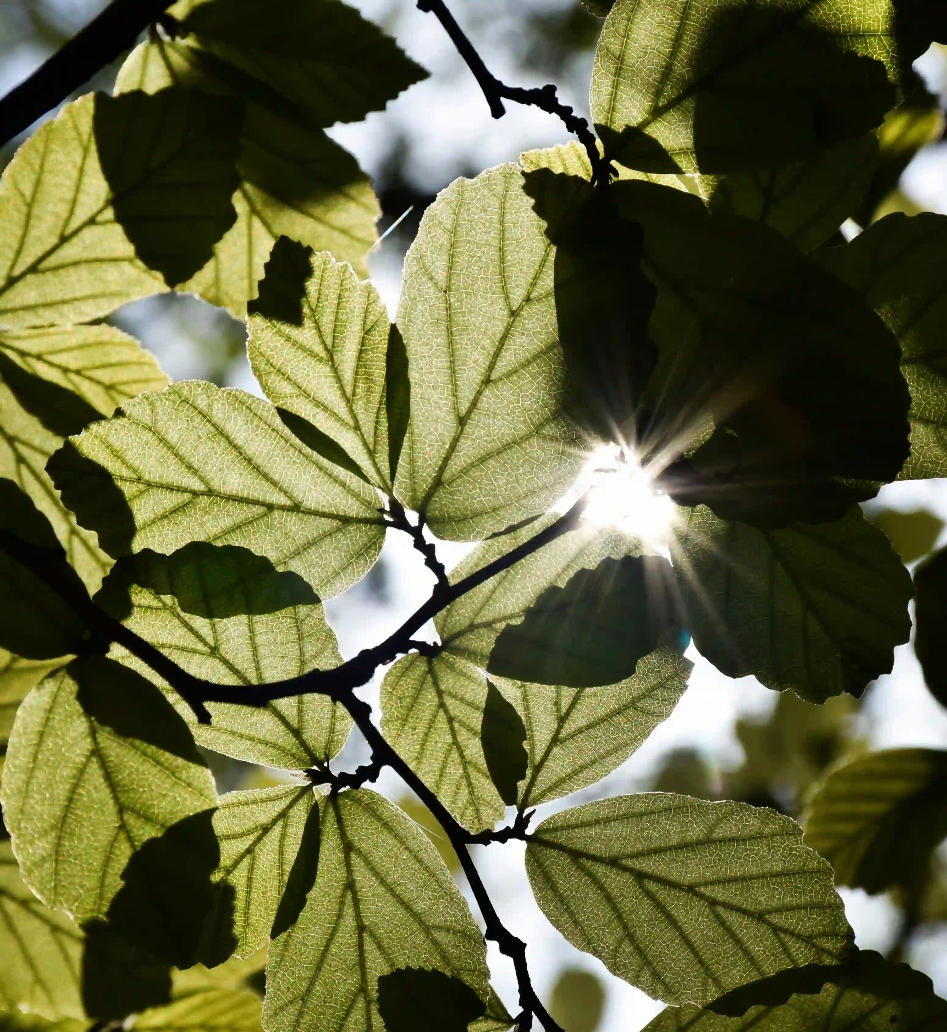 Macro view of tree leaves backlit by sunlight, symbolizing the phytoncide exchange and cellular reaction of forest bathing.
