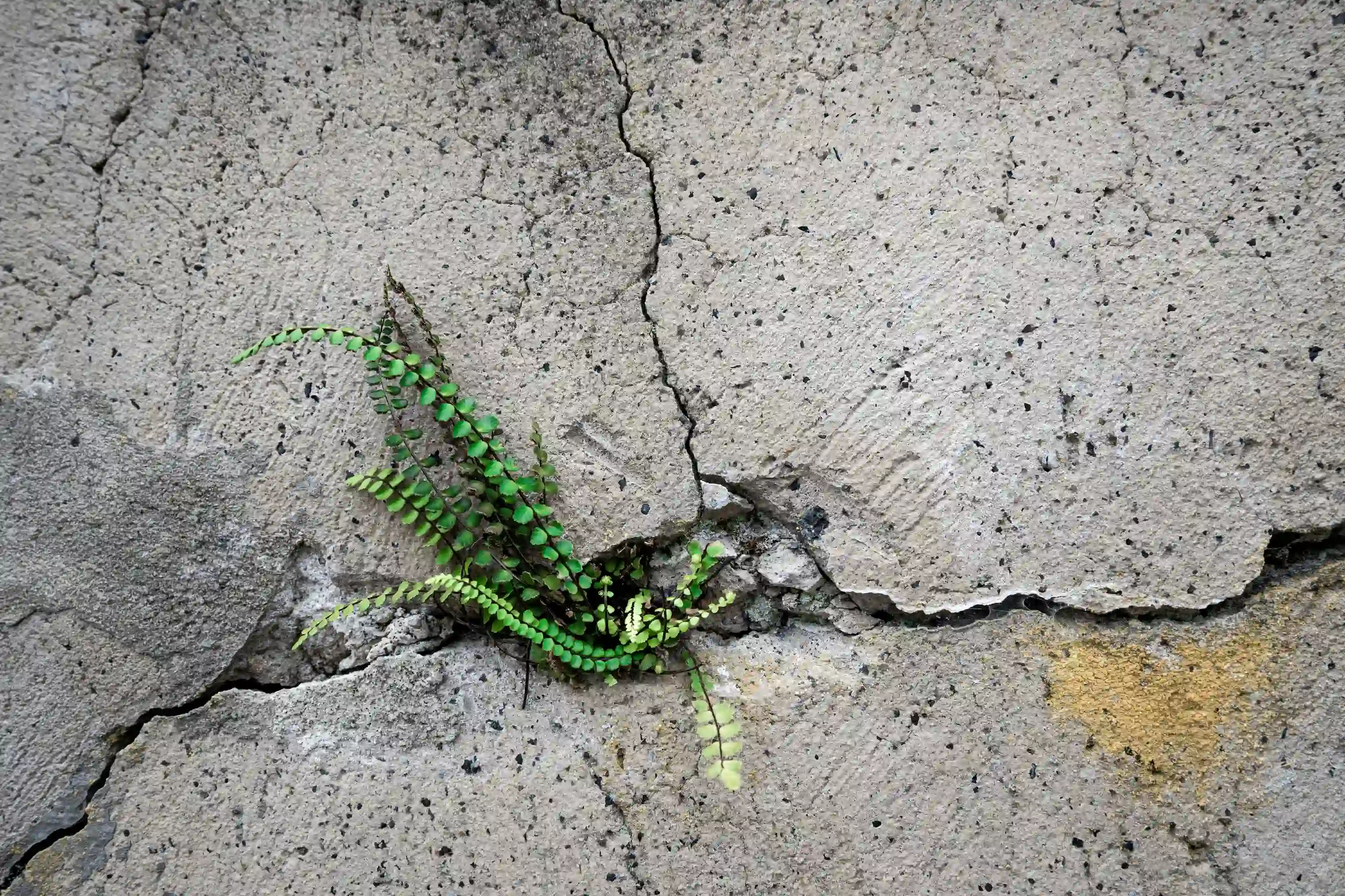 A vibrant green fern plant growing through a deep crack in a weathered industrial concrete wall, symbolizing resilience and ecological regeneration.