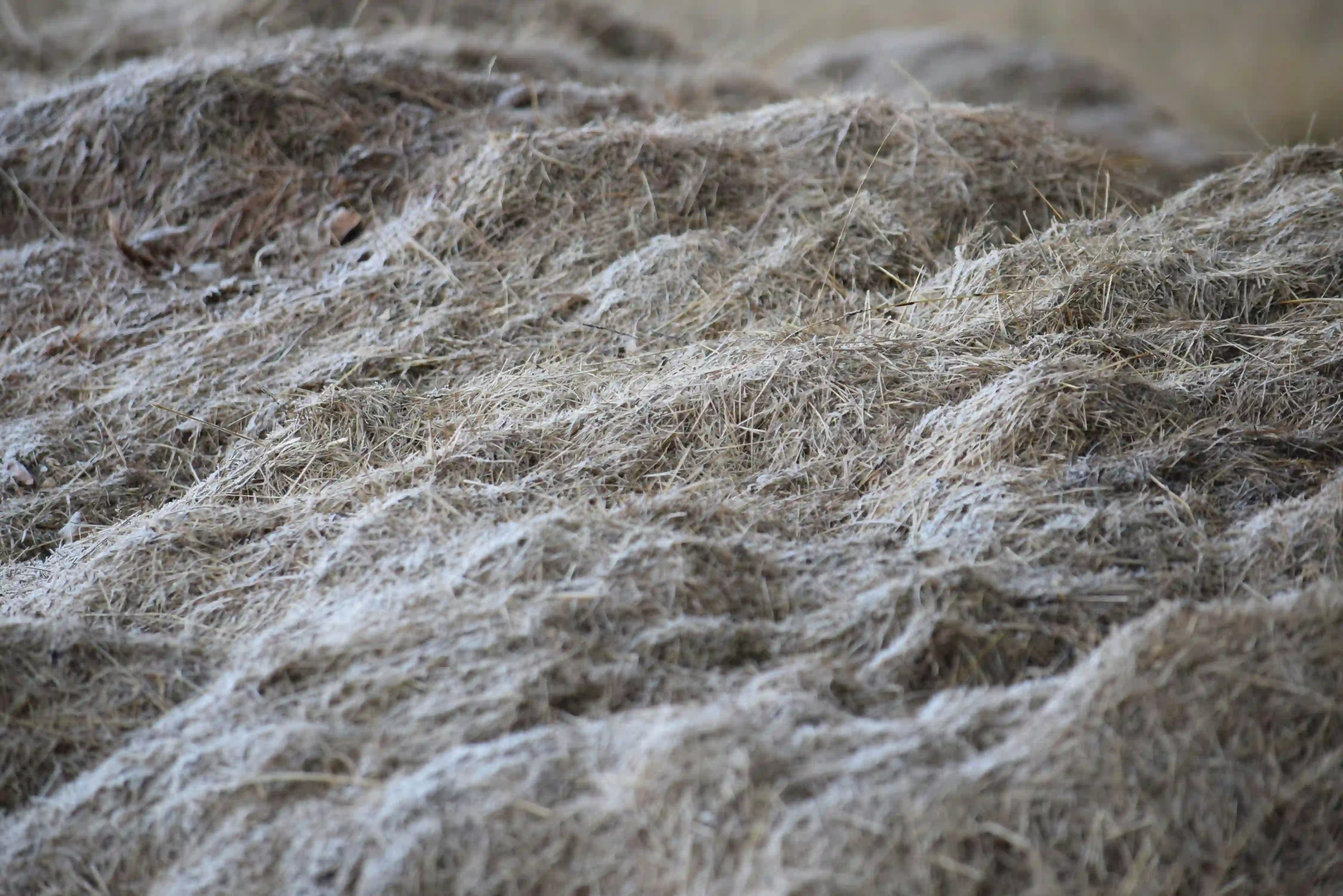 Close up of interwoven organic fibers resembling a dense mycelium network.