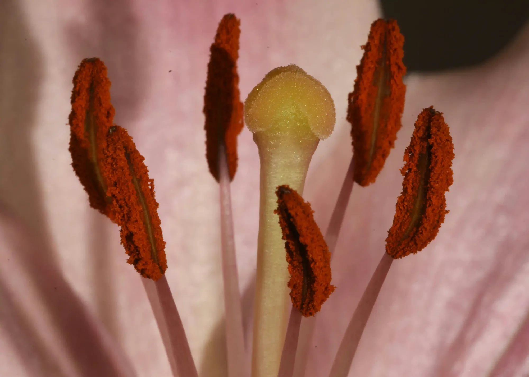 Dark and moody macro photography of a flower's reproductive organs covered in rust-colored pollen.