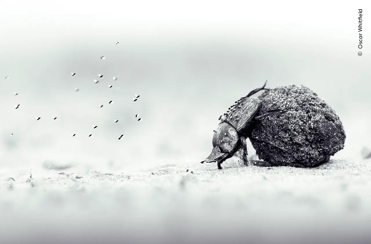 A high-contrast black and white macro photograph of a dung beetle from a low angle, struggling to push a large, rough ball of dung across a dusty, light-colored ground, with a trail of small particles suspended in the air in front of it.