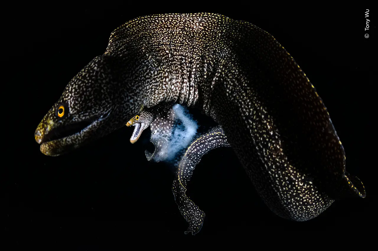 An underwater close-up photograph against a pitch-black background, capturing the rare spawning ritual of Abbott's moray eels. A large, dark, speckled male eel is positioned above, releasing a diffuse cloud of sperm, while a smaller female beneath ejects a stream of eggs during their courtship arc.