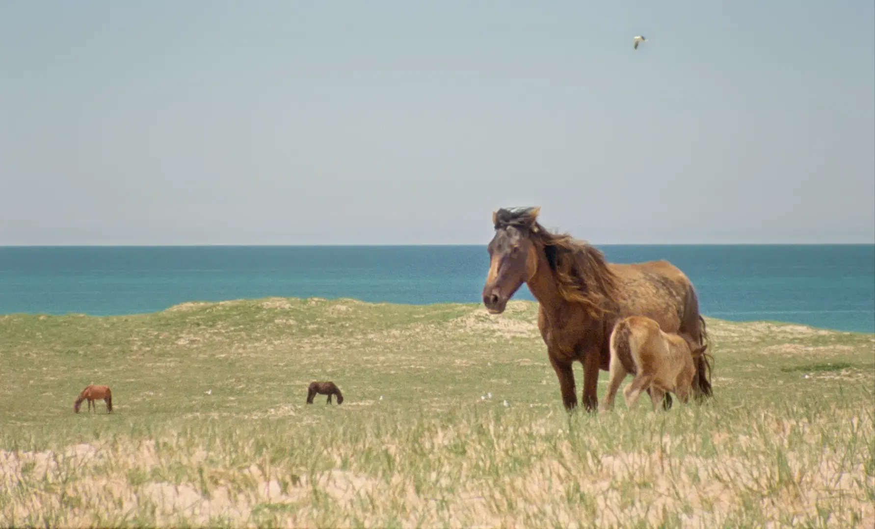 16mm film still of wild horses grazing in a grassy field among sand dunes on Sable Island, with the ocean in the background in Geographies of Solitude.