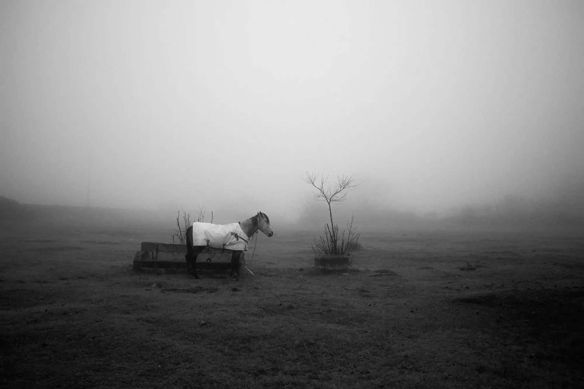 A solitary horse stands in a dense fog, illustrating the concept of social isolation and the sensory needs of gregarious animals under Swiss law.