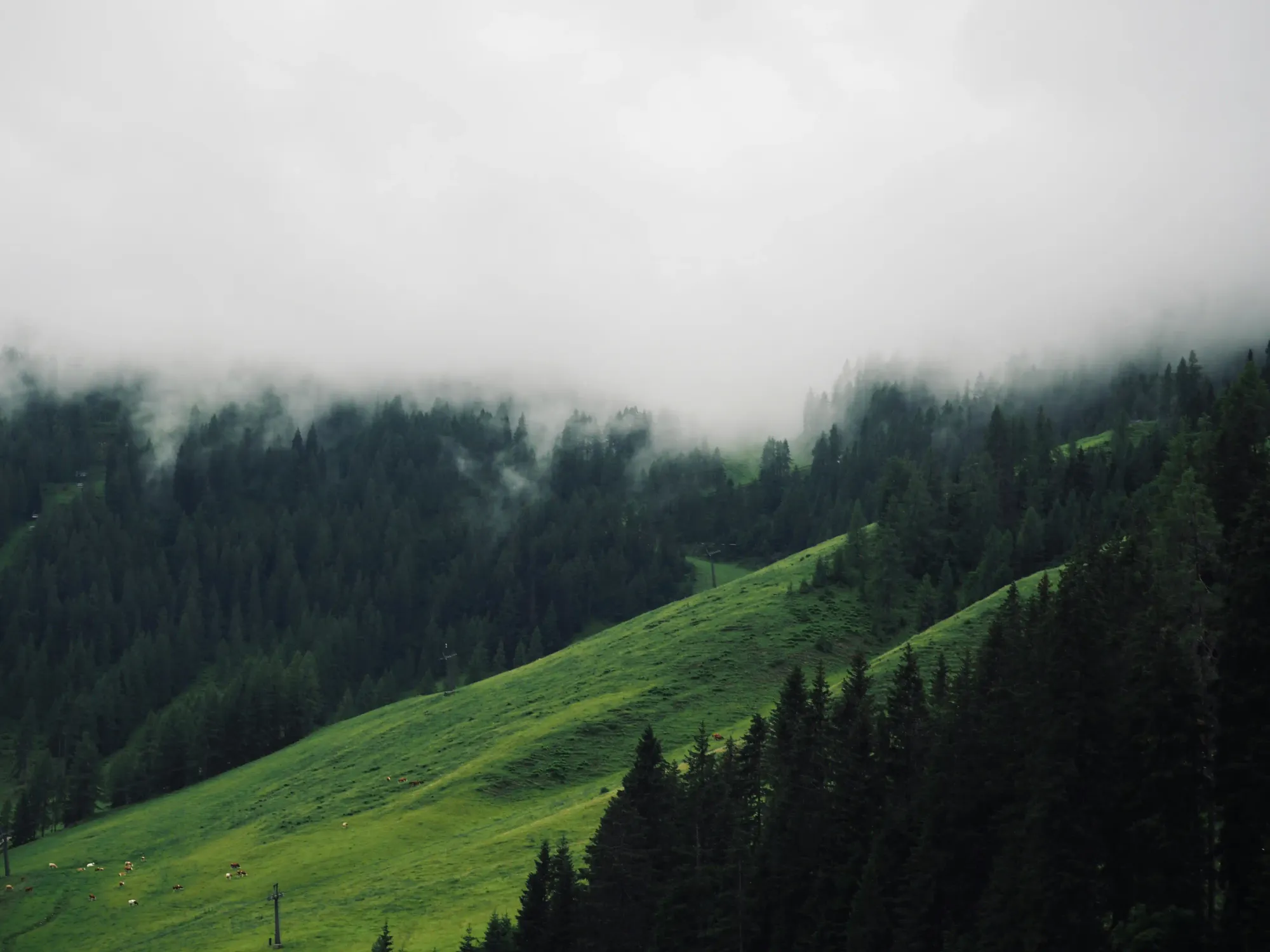 A dense, fog-covered pine forest on a Swiss mountainside, representing the philosophical weight of the animal dignity law in Switzerland.