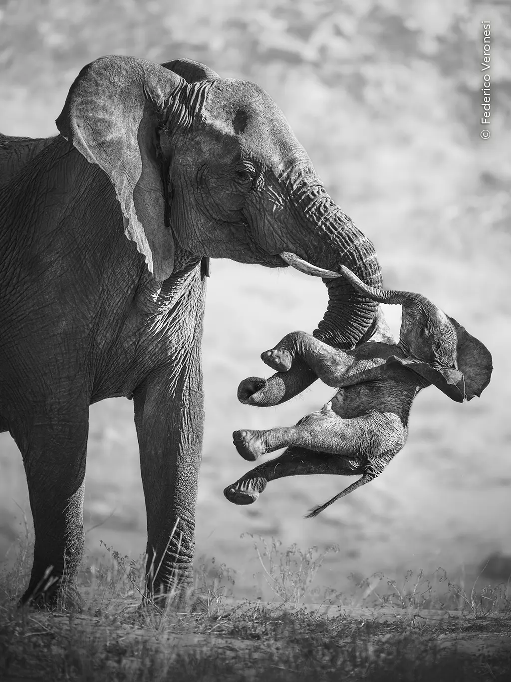 A black and white photograph of an adult African elephant carrying its limp, deceased calf wedged between its tusk and trunk, captured from a profile view on dry, grassy terrain.