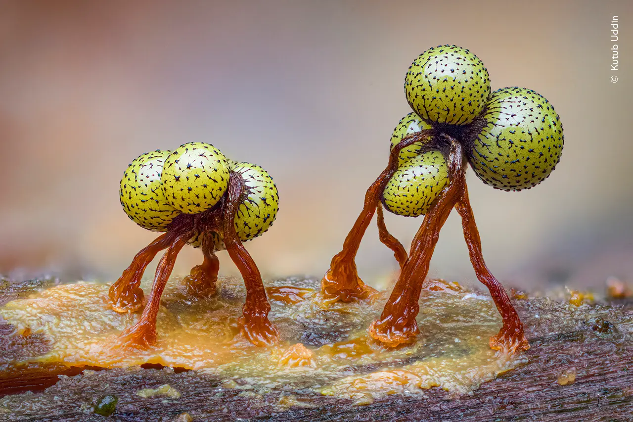 An extreme close-up macro photograph of tiny, yellow-green slime molds (Cribraria aurantiaca) that look like miniature round spheres with dark patterns, supported by delicate, reddish-brown stalks on wet, decaying wood with a soft, natural background.