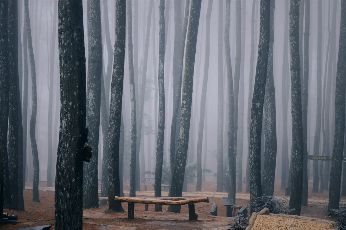 A simple wooden bench sitting empty among tall pine trees in a dense, foggy forest.