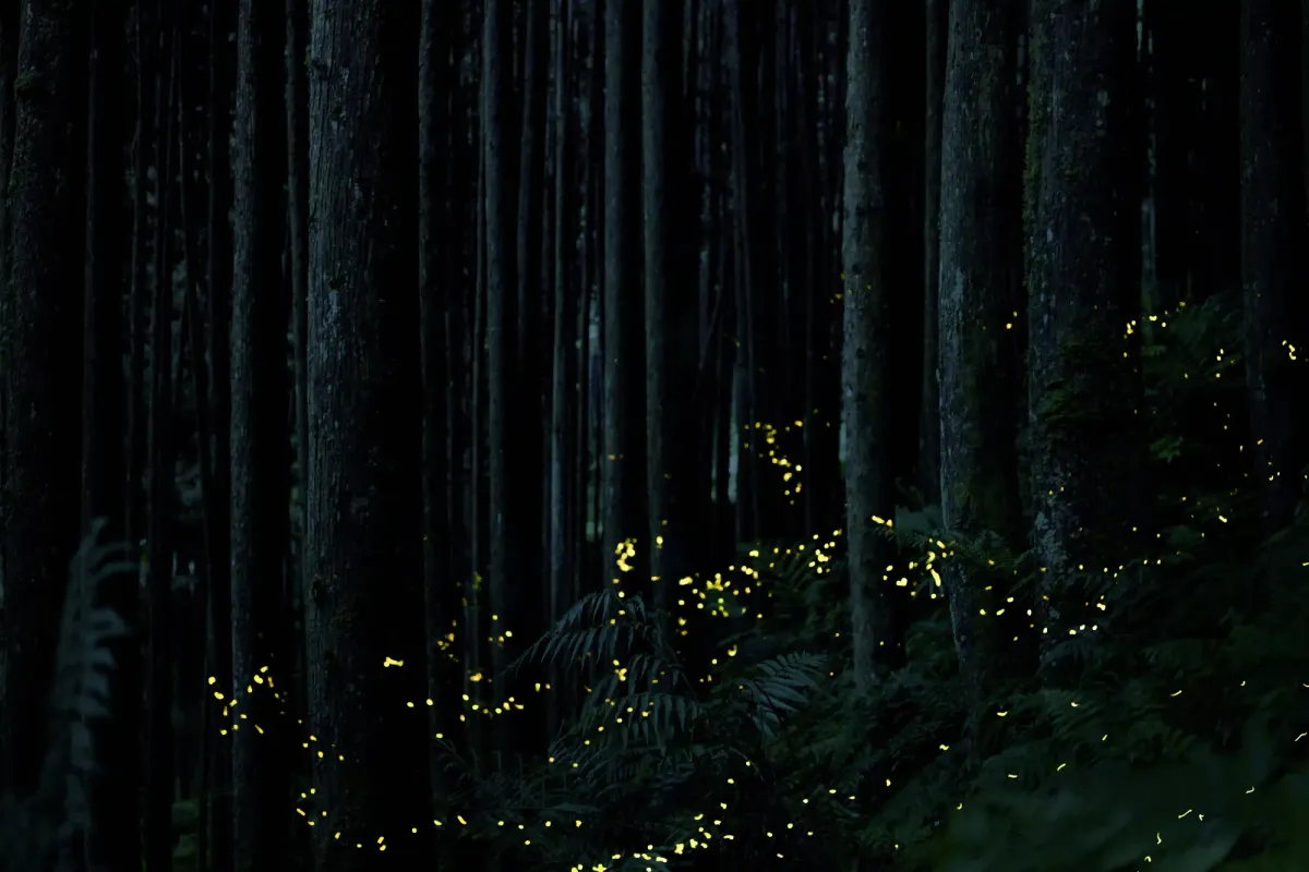 A dark, dense forest illuminated by the glowing yellow lights of dozens of fireflies near the fern-covered ground.