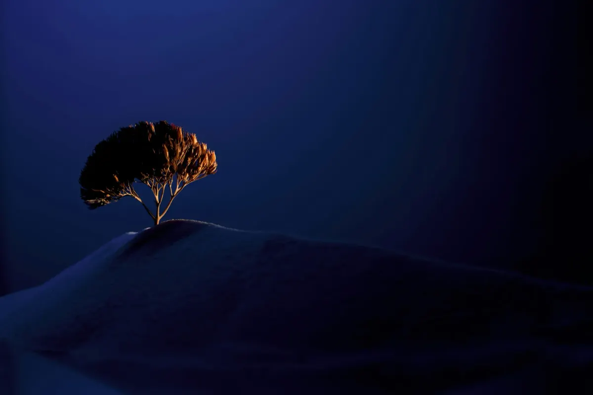 A solitary, warmly lit tree standing on a dark sand dune against a deep blue night sky.