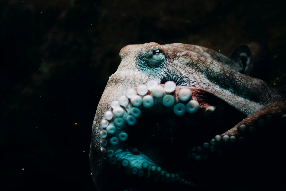 A close-up, highly textured portrait of an octopus in pitch-black water, highlighting its curled tentacles and deeply observant eye.