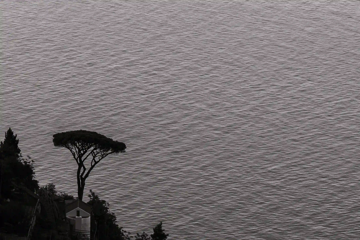 A solitary pine tree overlooking a vast, silver Mediterranean sea, capturing the essence of dolce far niente and the slow living philosophy.