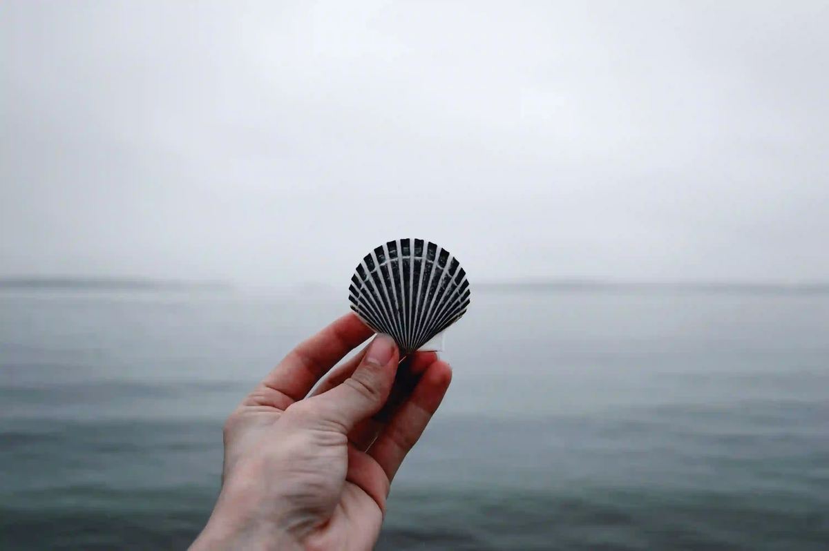 A hand holding a patterned seashell against a misty ocean background, symbolizing the human obsession with taking pieces of nature as souvenirs.