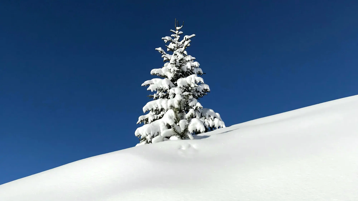 A minimalist shot of a single snow-covered pine tree against a clear blue sky, symbolizing the solitary legal individuality of nature.