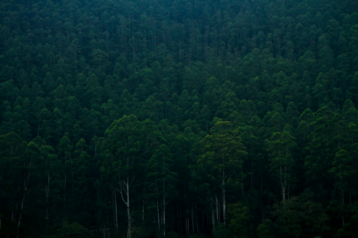 A dense, high-angle view of a thick green forest canopy with countless tall tree trunks forming a massive pattern of biological architecture.