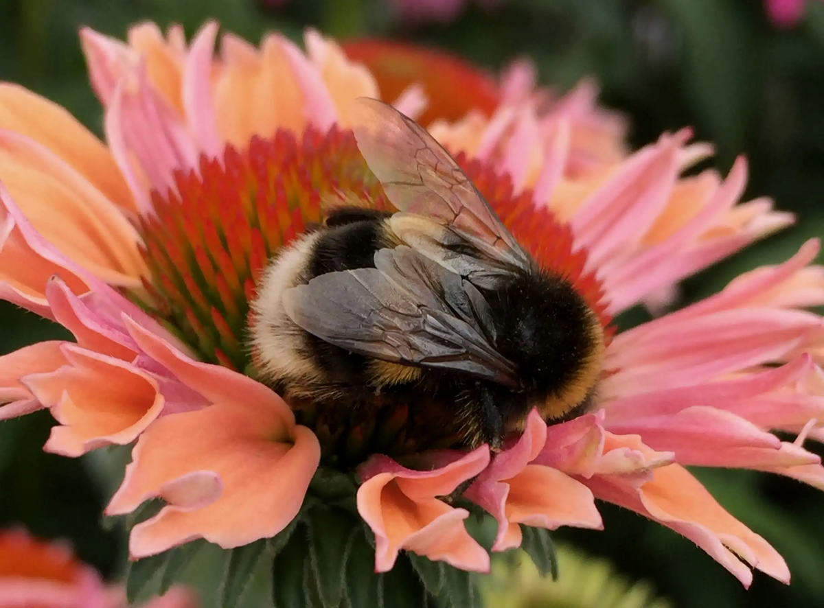 A close-up macro shot of an exhausted solitary bumblebee sleeping deeply inside the petals of a pink flower.