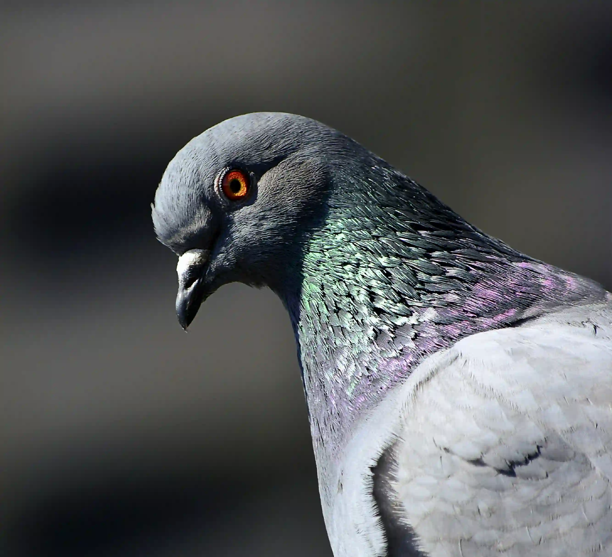 A close-up profile portrait of a pigeon with iridescent neck feathers against a dark, moody background.
