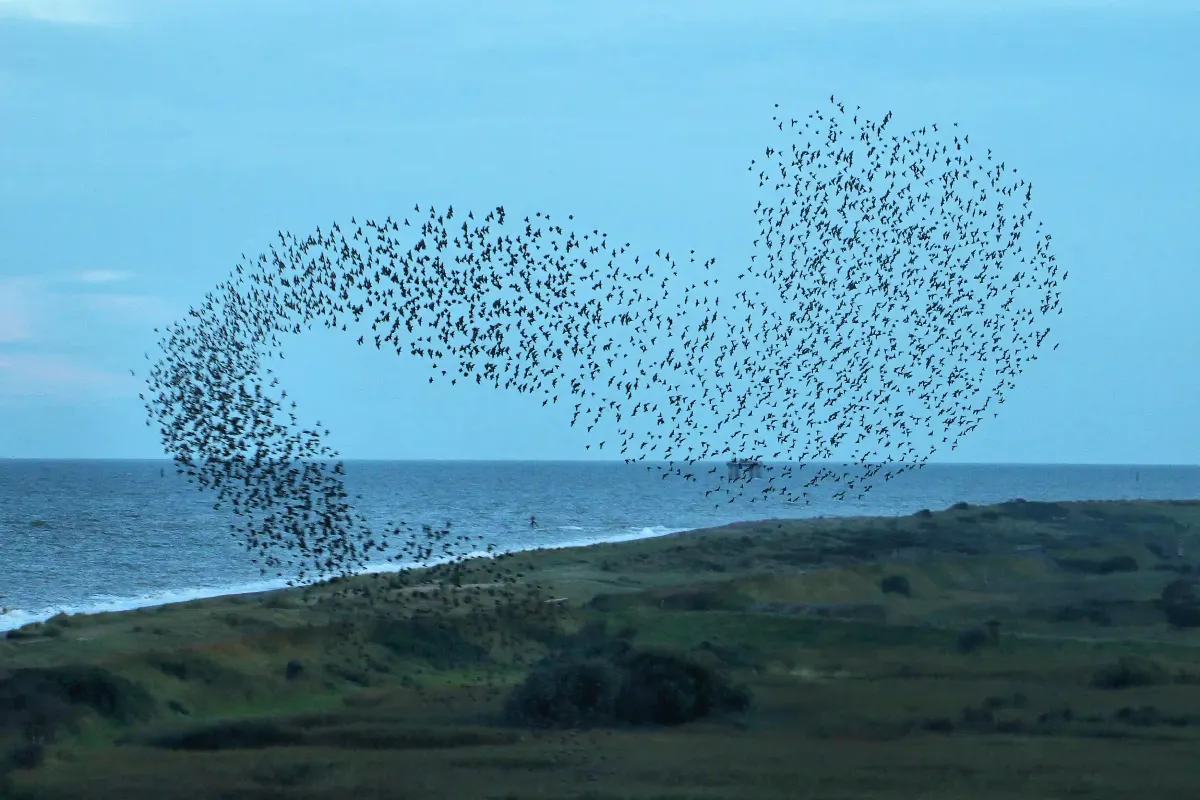 A dynamic, sweeping ribbon-like cloud of starlings forming a murmuration over the coastal landscape at dusk.