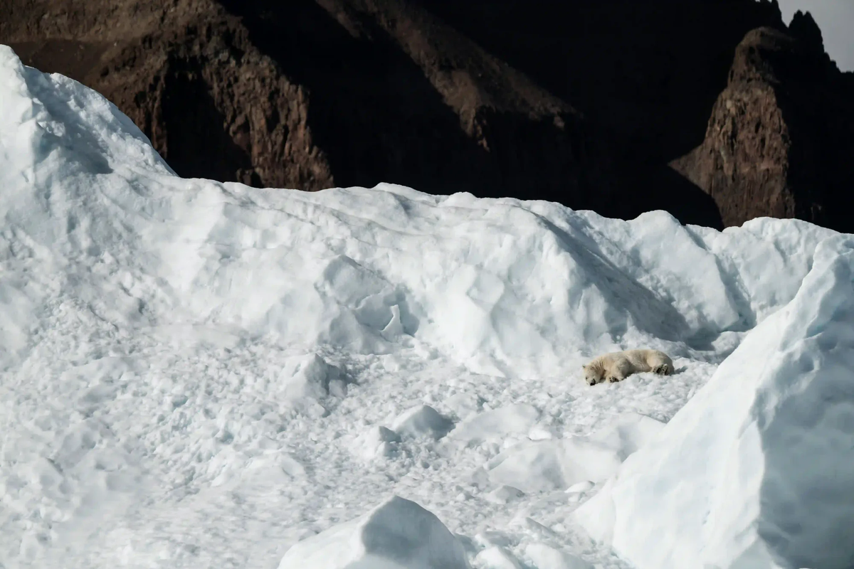 A lone polar bear sleeping peacefully on a vast expanse of snow and ice under dark, moody peaks.