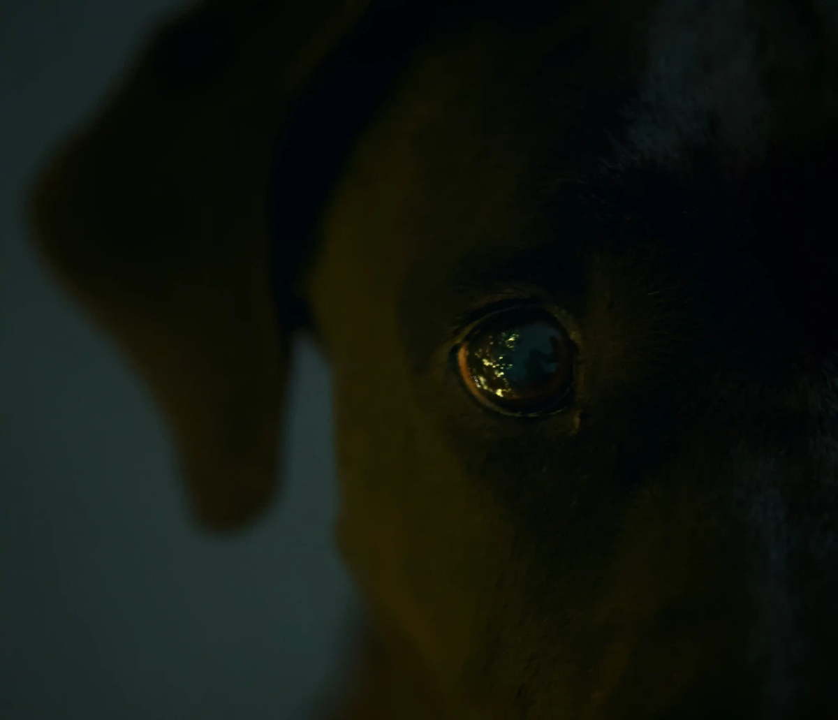 A close-up, low-exposure macro shot of a black dog's eye in deep shadow, reflecting a faint light.