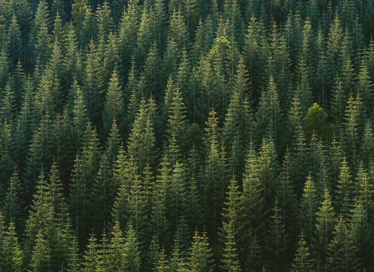 A dense canopy of green pine trees from above, representing the 1,000 trees planted for the Future Library project in Oslo.