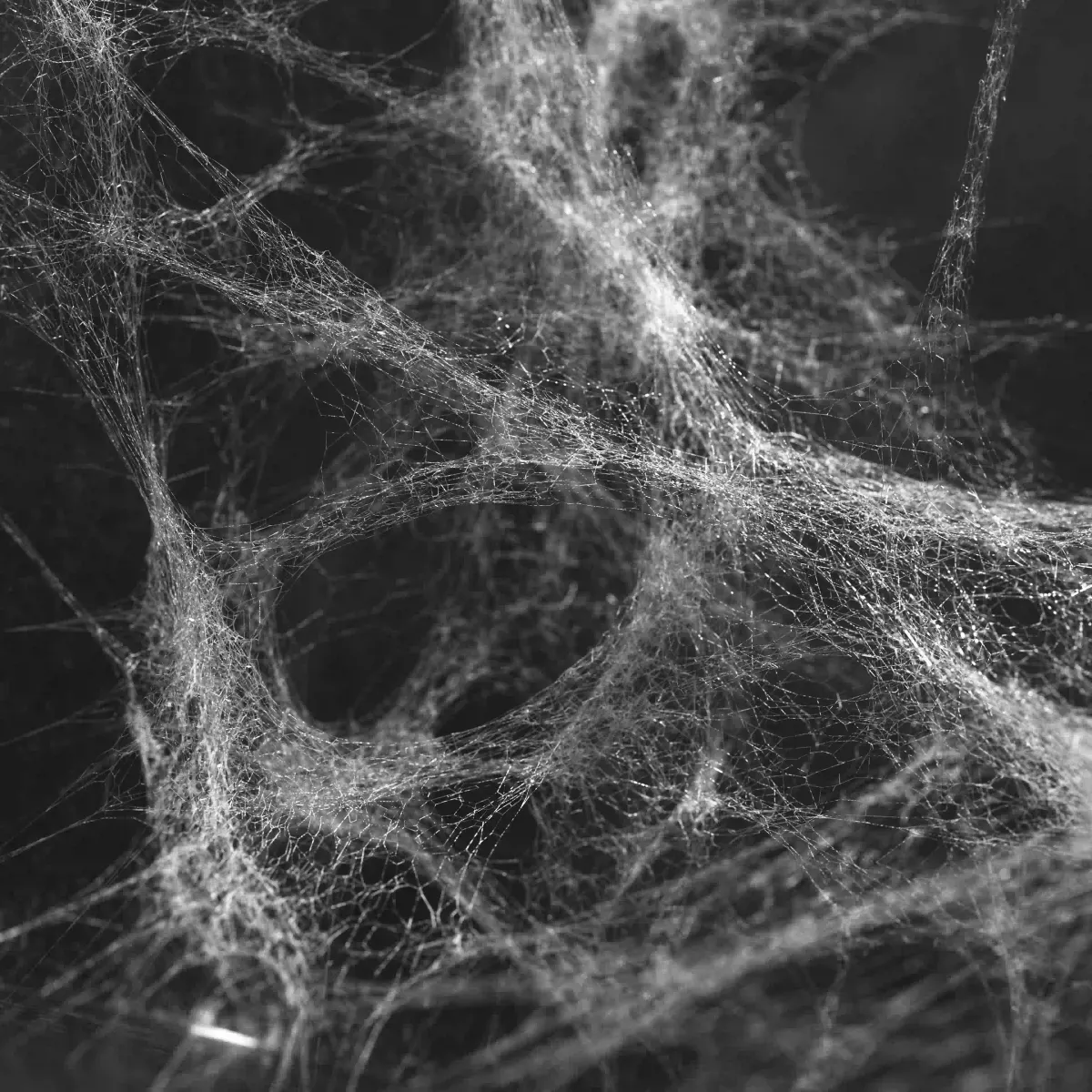 A highly chaotic, multi-layered spider web in the dark, illustrating the complex, makeshift nature of biological evolution.