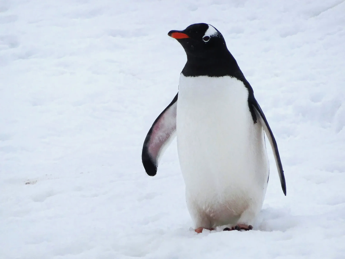 A gentoo penguin standing in snow, representing the visually identical but genetically distinct new species found in the Kerguelen Islands.
