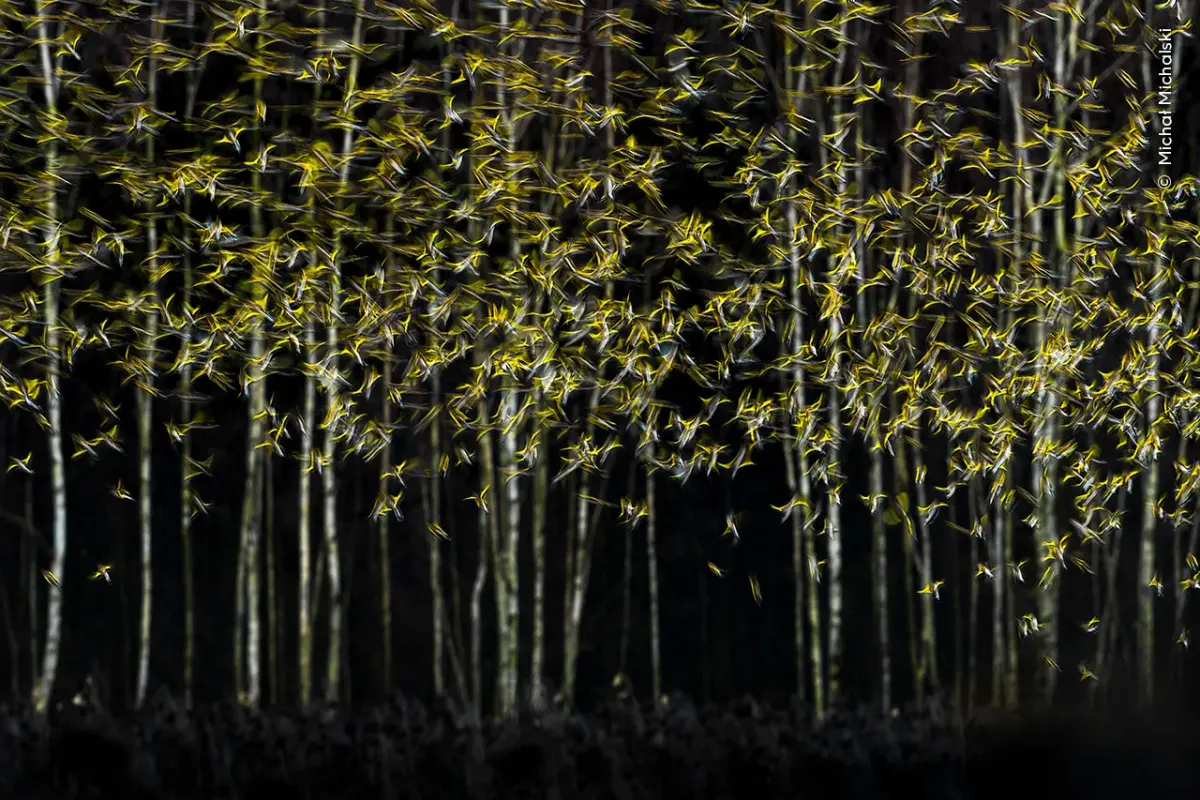 A motion-blur, long-exposure photograph of a massive flock of small birds taking flight, appearing as thousands of yellow and gold streaks in a dense flurry against a dark, vertical backdrop 