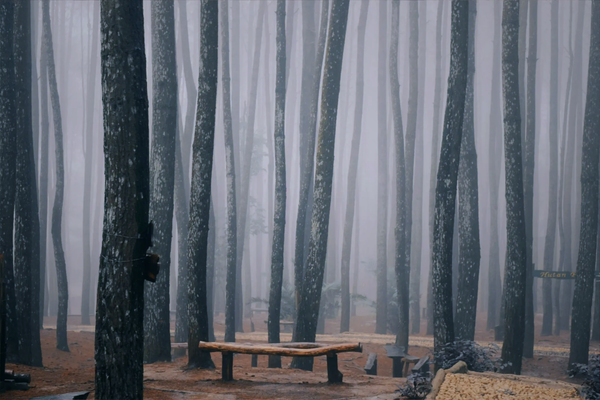 A simple wooden bench sitting empty among tall pine trees in a dense, foggy forest.