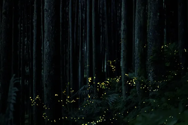 A dark, dense forest illuminated by the glowing yellow lights of dozens of fireflies near the fern-covered ground.