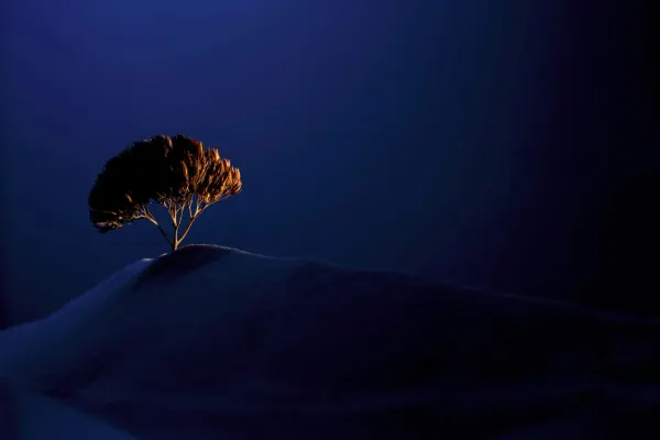 A solitary, warmly lit tree standing on a dark sand dune against a deep blue night sky.