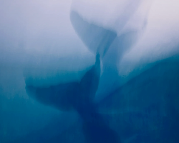 A massive whale tail fading into the deep, abstract blue waters of the ocean abyss.