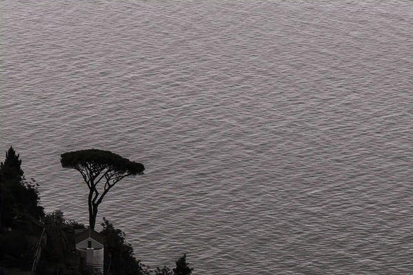 A solitary pine tree overlooking a vast, silver Mediterranean sea, capturing the essence of dolce far niente and the slow living philosophy.