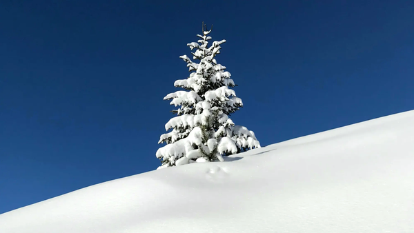 A minimalist shot of a single snow-covered pine tree against a clear blue sky, symbolizing the solitary legal individuality of nature.