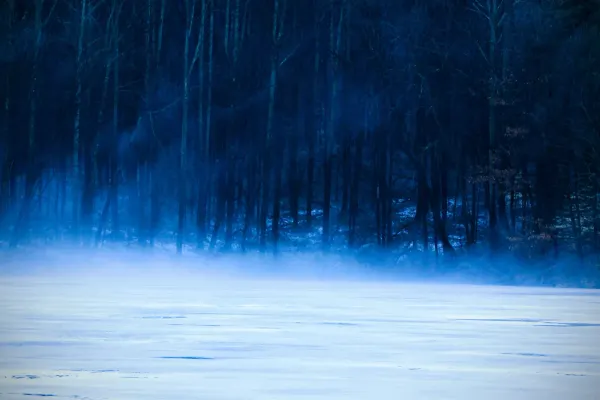 Dense fog rolling over a frozen lake against a dark, untouched pine forest in the Nordic winter.
