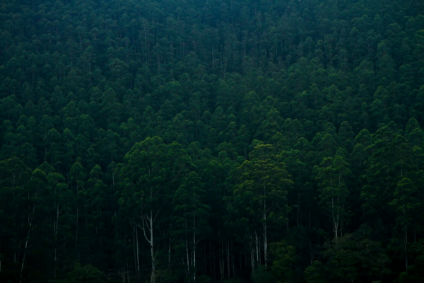 A dense, high-angle view of a thick green forest canopy with countless tall tree trunks forming a massive pattern of biological architecture.