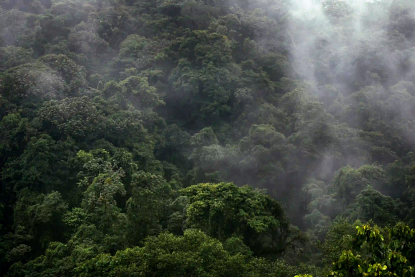 A moody, low-exposure aerial view of the dense Amazon rainforest canopy shrouded in thick mist, illustrating an impenetrable ecosystem.