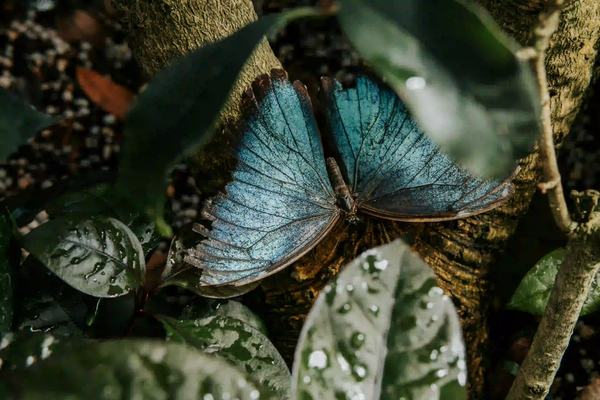 A close-up of a blue butterfly with tattered, frayed wings resting on a tree trunk, surrounded by wet dark green leaves.
