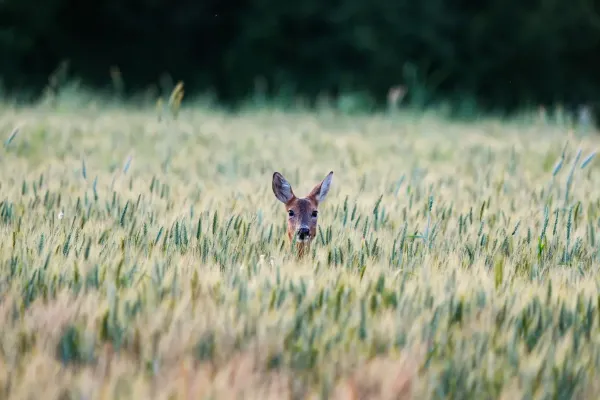 A lone deer peering through tall grass, symbolizing the silent cultural memory and intelligence of wildlife facing cultural extinction.