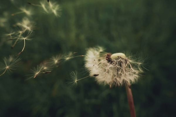 A dandelion seed head blowing in the wind against a dark green background, illustrating the moment of flight.