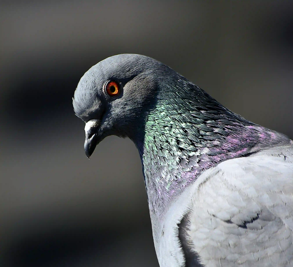 A close-up profile portrait of a pigeon with iridescent neck feathers against a dark, moody background.