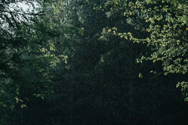 Dense rain falling through deep green forest foliage against a dark, moody background.