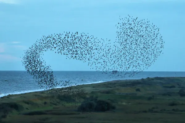 A dynamic, sweeping ribbon-like cloud of starlings forming a murmuration over the coastal landscape at dusk.