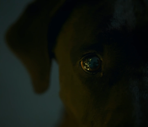 A close-up, low-exposure macro shot of a black dog's eye in deep shadow, reflecting a faint light.
