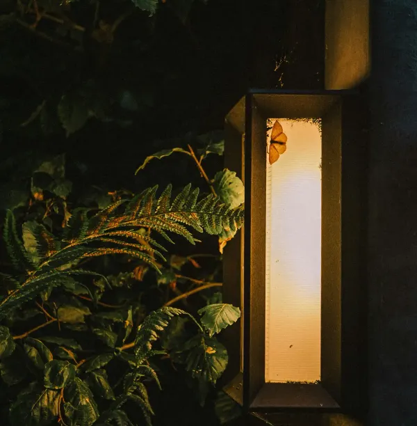 A single moth resting on the illuminated glass of a warm outdoor lamp surrounded by dark green ferns at night.