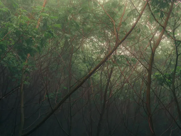 Dense, misty forest with thin tree branches and green foliage representing the biochemical network of shinrin-yoku.