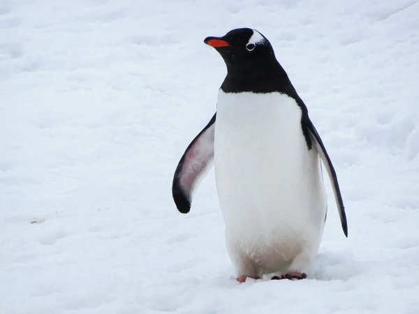 A gentoo penguin standing in snow, representing the visually identical but genetically distinct new species found in the Kerguelen Islands.