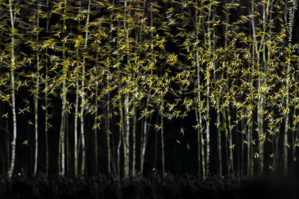 A motion-blur, long-exposure photograph of a massive flock of small birds taking flight, appearing as thousands of yellow and gold streaks in a dense flurry against a dark, vertical backdrop 
