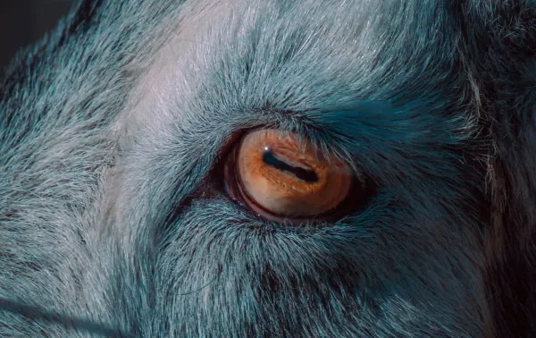 Extreme close-up of an animal's eye, representing the concept of animal dignity and the sensory world of non-human minds in Swiss law.