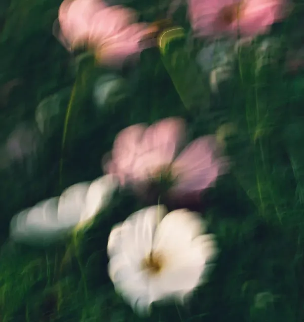 Abstract motion blur of pink and white flowers in a dark moody field.